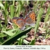 lycaena helle copula